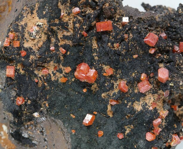 Red Vanadinite Crystals on Manganese Oxide - Morocco #38504
